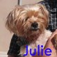 Julie, Yorkshire-Terrier - Hündin