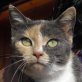 Julie, anhängliche - Katze