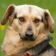 Juliet, Beagle-Schäfer Mix - Hündin