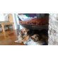 Juliet & Romano, Beagle-Schäfer-Mix/Mini-Schäfer-Mix - Hündin