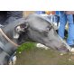 Julieta, Galgo Español - Hündin