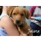 Julieta2-ist ein richtiger Sonnenschein!!!, Spaniel-Mischling Welpen - Hündin
