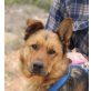 Julietta, dt. Schäferhund Mix - Hündin