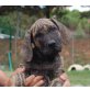 Julin, dt. Boxer - Jagdhund Mix Welpen - Rüde