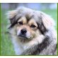 Julina, Tibet-Spaniel-Mix - Hündin
