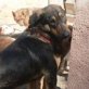 Julio, Schäferhund-Mischling,  Welpen - Rüde