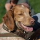Julio, sehr lieber Familienhund - Rüde