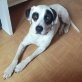 Julito wonderful dog, sehr menschenbezogen, Mischling - Rüde