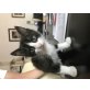 Julsy, Hauskatze - Kater
