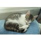 July, Zuckerschock! kleine Zuckermaus sucht Zuhause - Katze