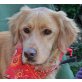 Jumbo, Golden Retriever? -Mix - Rüde