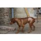 Jumper, Magyar Vizsla - Rüde