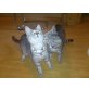 Juna & Lane, Mischling - Katze