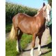 Juna, Schwarzwälder- Haflinger- Mix - Stute
