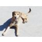 Juna aus dem Tierschutz sucht ein Zuhause, Mix - Hündin