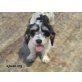 Juna, zuckersüsse Griffon-Mix - Hündin