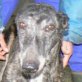 Juncal, mit Handicap, kastriert, ca. 8 Jahre, GALGA - Hündin