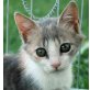 June, bunte - Katze