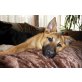 Jung, blond, ledig , Malinoismix - Hündin
