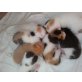 Junge Käzchen zu vergeben - Katze