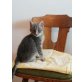 Junge Katzen - Katze