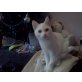 Junge Katzendame sucht schönes zu Hause - Katze