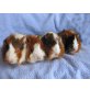 Junge Meerschweinchen