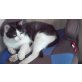 Junge zugelaufene Felix Katerchen  - Kater
