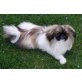 Junghunde, Pekinese - Rüde