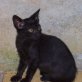 Jungkater Jonny, Europäische Kurzhaarkatze - Kater