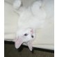 Jungkater in creme/weiss mit blauen Augen, Türkische Van Katze - Kater