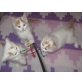Jungs in creme-weiss und rot-weiss, Türkische Van Katze - Kater
