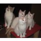  Jungs und Mädchen in verschiedenen Farben, Britisch Kurzhaarkatze - Kater
