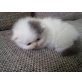 Jungtiere, Perser - Kater