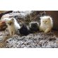 Jungtiere, Perser - Kater