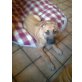 Junior, Boxer-Malinois Mix Welpe Welpen - Rüde