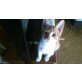 Junior, Champ, Frieda und Blaze , Tierschutzverein SOS Katze - Kater