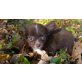 Junior, Chihuahua langhaariger Schlag Welpen - Rüde