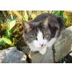 Junior, Mischling - Kater