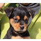 Junior, Pinscher Mix Welpen - Rüde