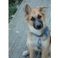 Junior, Schäferhund/Collie Mix - Rüde