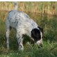 Junior  ein Freund für alle Fälle, Münsterländer Mix - Rüde