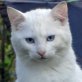 Junior, weißer - Kater