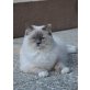 Juno, Ragdoll - Katze