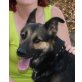 Jupiter, Deutscher Schäferhund - Rüde