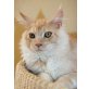 Jupiter, Maine Coon - Kater