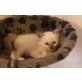 Jupiter u. Jil Sander, Heilige Birma - Kater