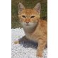 Jupyter  vom Planeten Jupiter, Hauskatze - Kater