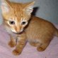 Jurry, roter - Kater