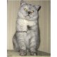 Just Smokie, Britisch Kurzhaarkatze - Katze